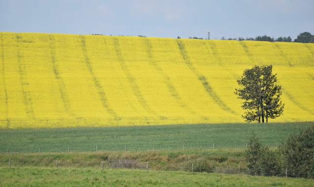 Alberta Canol Farms and fields.