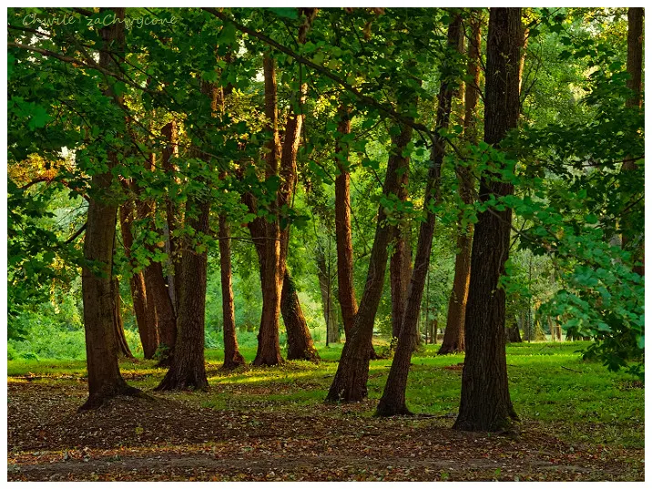 Park Szelągowski w Poznaniu