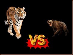 ! tiger vs hyena