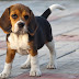  The Greedy Tale of a Bad Beagle