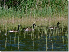 canadian-geese-swimming