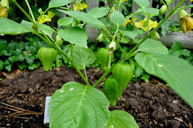 Tomatillos, urban farming