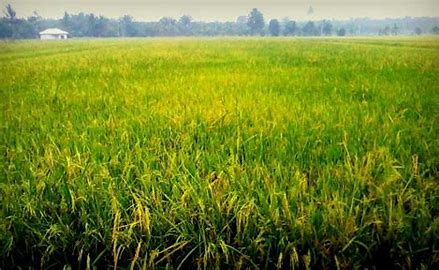 Perubahan di Balik Sawah