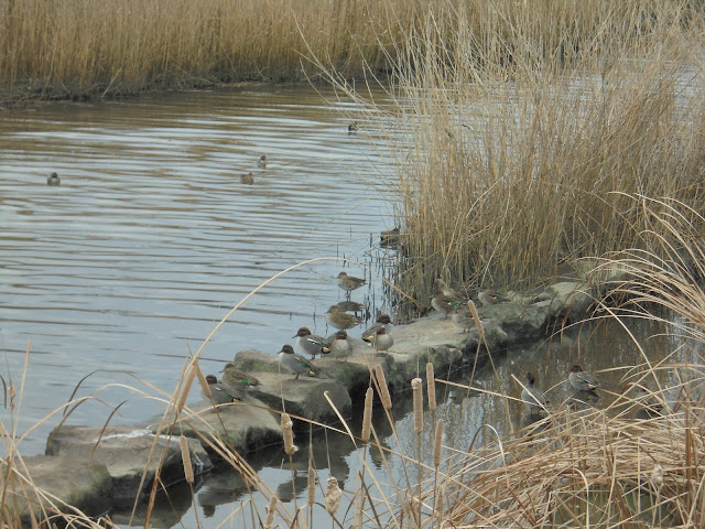 冬の弓ヶ浜公園の越冬したカモの群れ