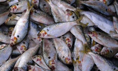 Namal lake fish is tasty and quality is good