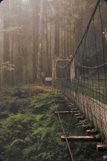 Forest-Bridge-Japan