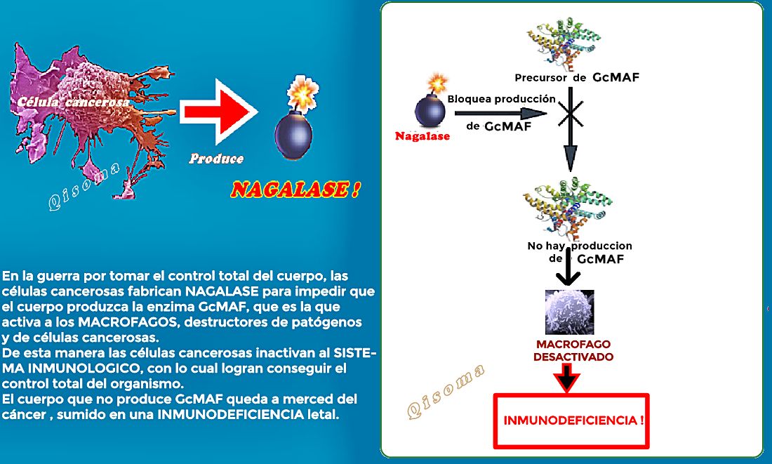 acción-nagalase