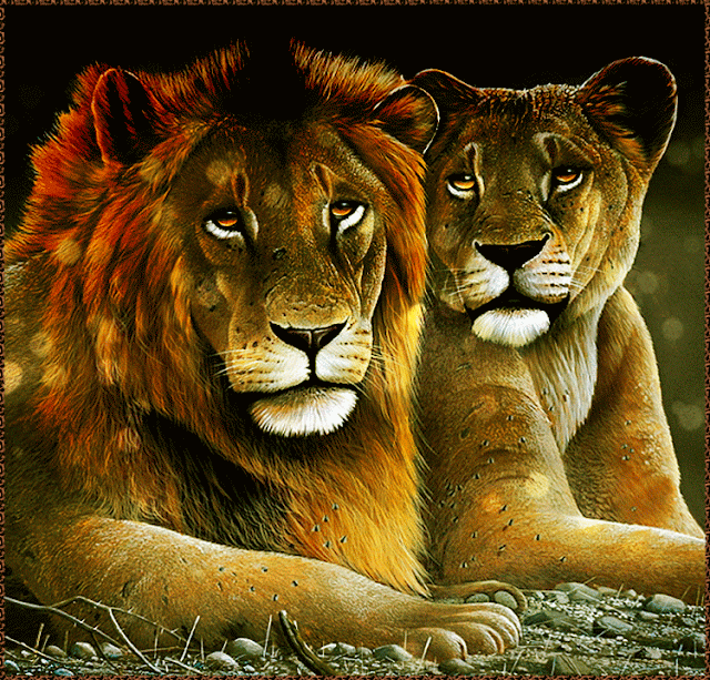 Lion And Lioness Animated