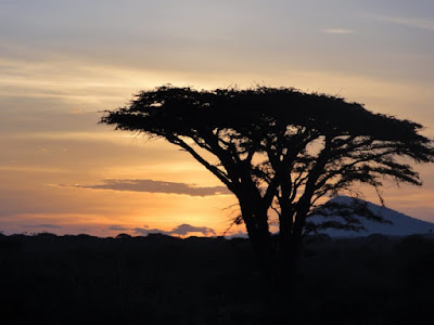 Tree in Tanzania during safari