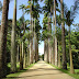 Jardim Botânico e Parque Lage - Parques naturais