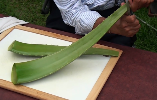 The benefits of eating Aloe Vera