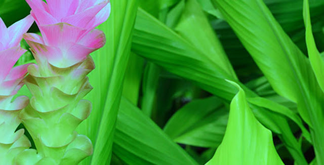 Besaar  Turmeric - Medicinal Plants Of Nepal