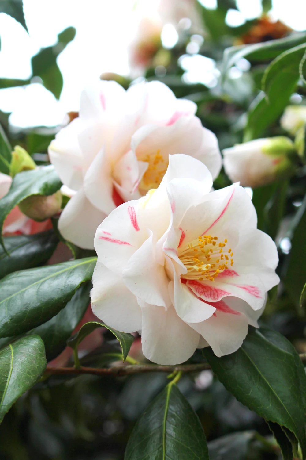 Red flecked white roses at Kew Gardens in Spring - London lifestyle blog