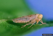 leafhopper