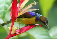 burung madu kelapa