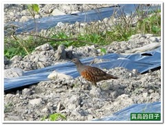 20120501_160538_028_Hualien_1
