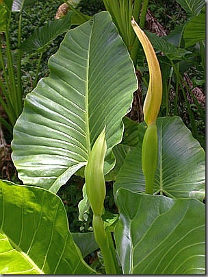 Alocasia brisbanensis