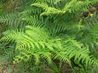 Educarchile Plantas con flores y sin flores - imagenes de plantas sin flores