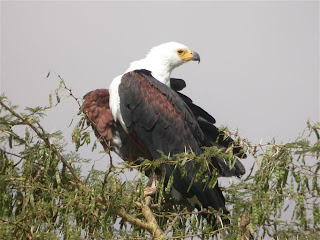 African Fish Eagle Picture