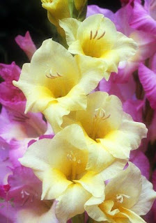 purple and white yellow valentine roses