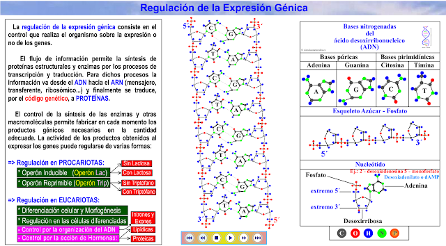 http://cienciasnaturales.es/REGULACIONGENICA.swf