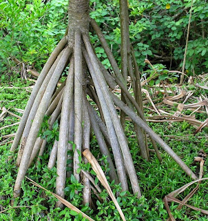 Hasil gambar untuk fungsi dan bentuk akar bakau