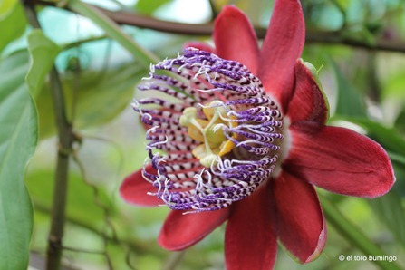 the flowers of baguio 9