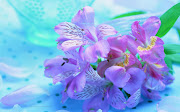 Purple Flowers HD Wallpapers (purple flowers hd wallpapers )