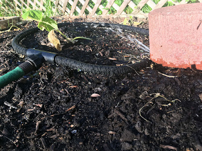 A low-angle photo of a green garden hose attached to a small loop of black soaker hose, with a small, green, slightly crisped plant in the center. At right, a tall red brick enters the frame, sitting on the soaker hose. Water is spurting from under the brick, knocking the seedling sideways a bit.