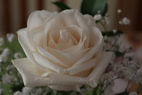 A Lovely White Rose, Living From Glory To Glory Blog...