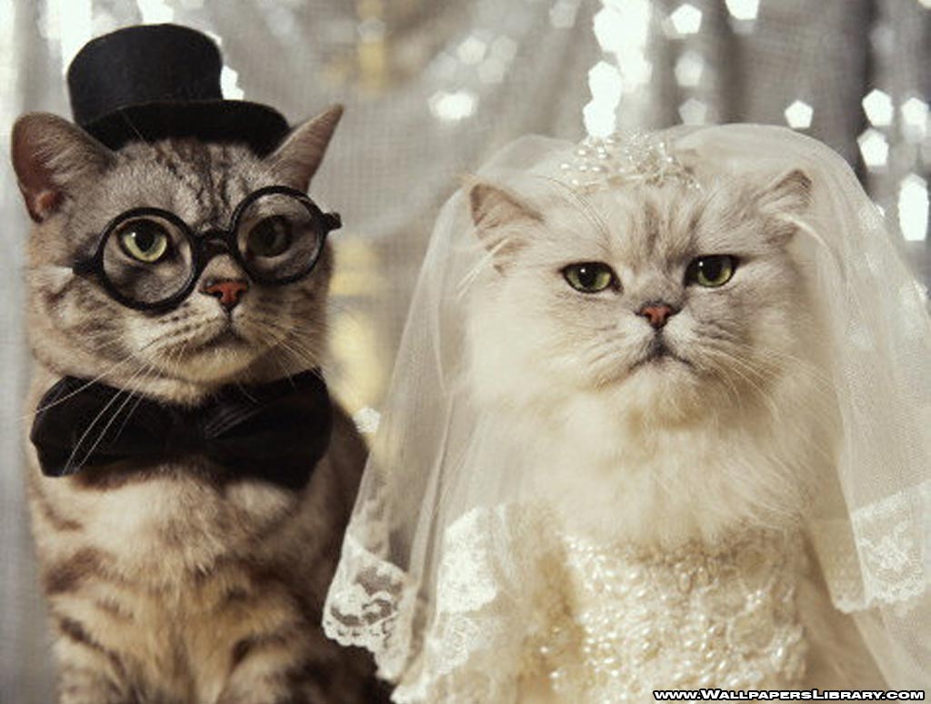 funny-cats-wedding-wallpaper.jpg