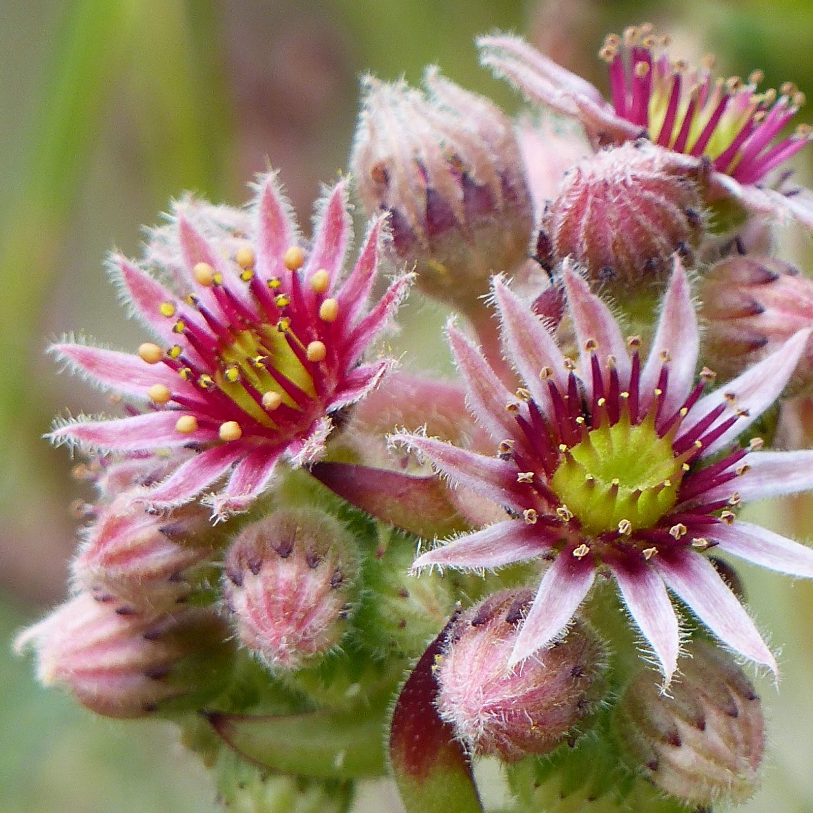 http://wild-flowers-of-europe.blogspot.nl/2014/09/sempervivum-montanum.html