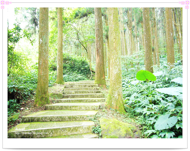 南投溪頭登山步道3