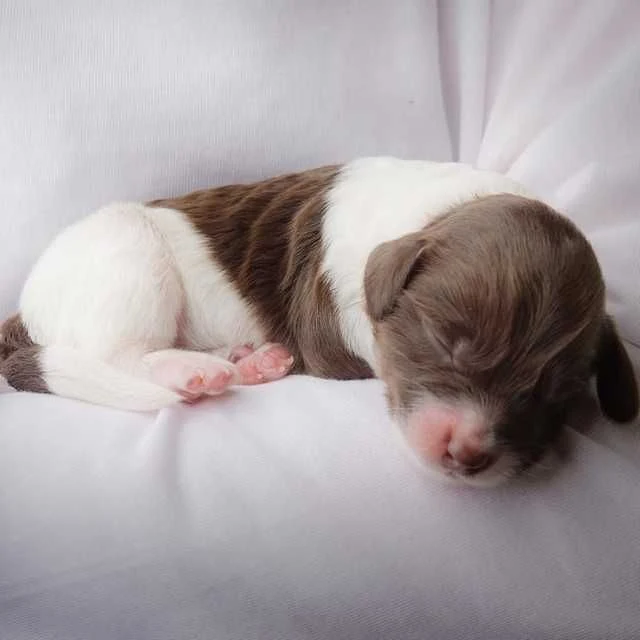 Homemade Emergency Puppy Milk Recipe: A Lifesaver for Orphaned Puppies