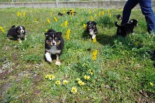 Australian Shepherd puppies