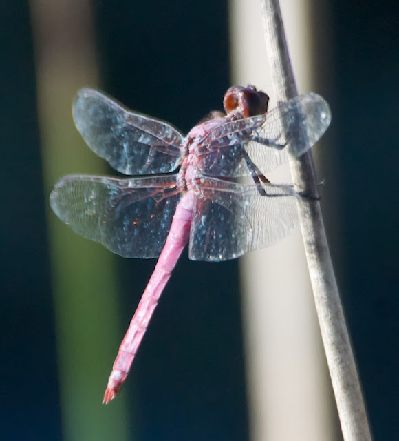 Roseate Skimmer (Orthemis ferruginea)