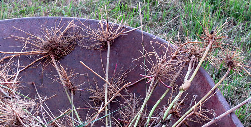 goldenrod roots