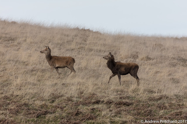 A hind and male brocket with shaggy mane and small antlers, walking through yellow grass.