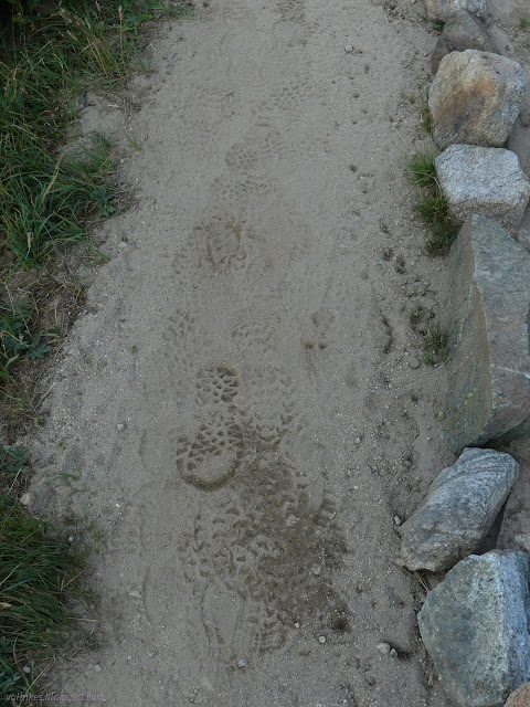 188: lots of fresh footprints