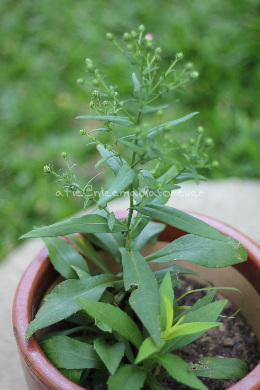 StoriesofLife bunga purple dan limau kasturi