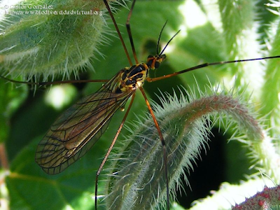 http://www.biodiversidadvirtual.org/insectarium/Nephrotoma-sp.-Meigen-1803-img567519.html