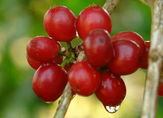 http://coffeana.blogspot.com/2015/06/arabica-coffee-beans-wiki-coffee.html