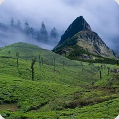 darjeeling.