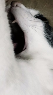 猫のあくび、ネコのあくび、猫のあくびの写真と猫ブログ