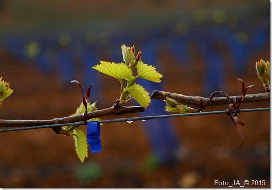 chardonnay_viad2