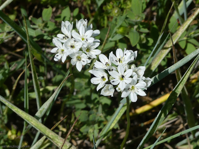 white flowers covered in insects