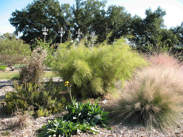 Bamboo Muhly7