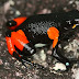 (Mantella cowanii)