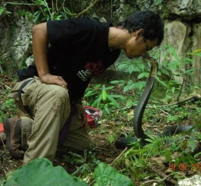 Panji Sang Penakluk Tewas Dicabik Komodo [ www.BlogApaAja.com ]