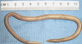 Ascaris lumbricoides, cacing parasit pada pencernaan manusia, cacing gelang, hidup di usus halus